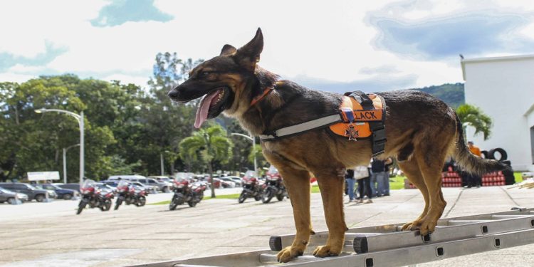 Unidad K-SAR de Protección Civil ayuda a salvar vidas