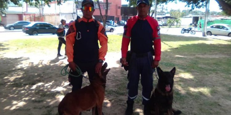 Municipio Mario Briceño Iragorry está creando una unidad canina (K9)