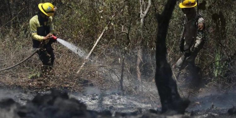 Extinguen incendio forestal en el parque Waraira Repano