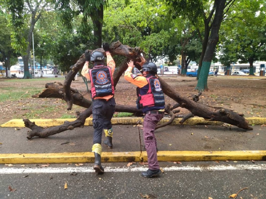 Evaluación de Daños por caída de árbol