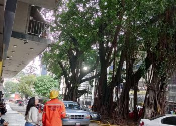 Sistema Nacional de Gestión de Riesgos evalúa árbol en riesgo de caída en Sabana Grande