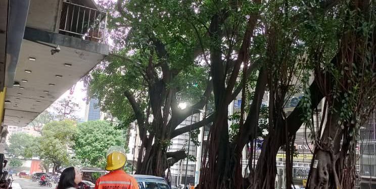 Sistema Nacional de Gestión de Riesgos evalúa árbol en riesgo de caída en Sabana Grande