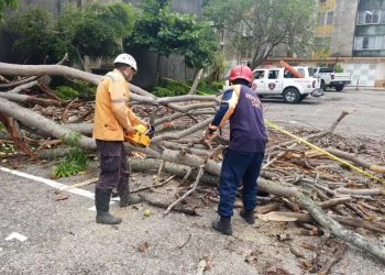 Atención inmediata: Protección Civil responde a emergencia por colisión de árbol en Urbanización La Mora