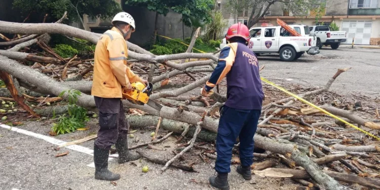 Atención inmediata: Protección Civil responde a emergencia por colisión de árbol en Urbanización La Mora