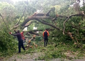 Funcionarios del SNGR despejan carretera en Cojedes tras colapso de árbol, garantizando la seguridad de los ciudadanos