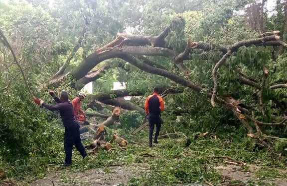 Funcionarios del SNGR despejan carretera en Cojedes tras colapso de árbol, garantizando la seguridad de los ciudadanos