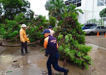 Remoción exitosa de árbol en entrada de UNES: SNGR y PCAD Lara garantizan seguridad y movilidad urbana