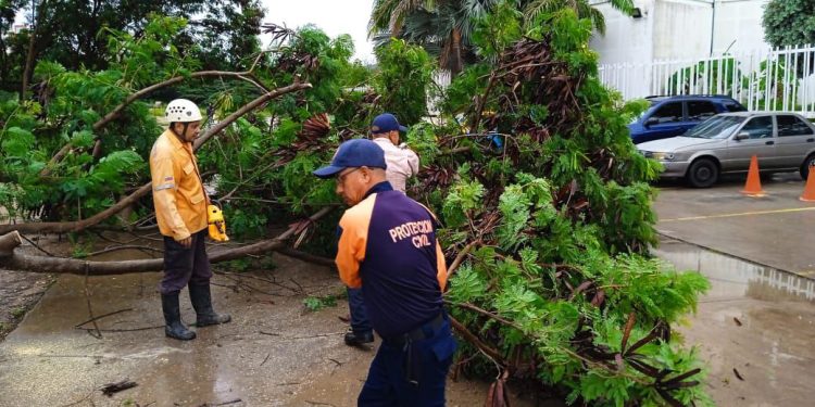 Remoción exitosa de árbol en entrada de UNES: SNGR y PCAD Lara garantizan seguridad y movilidad urbana