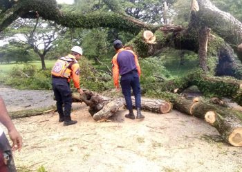 Operativo de Emergencia en Barinas: Funcionarios del SNGR Despejan Carretera Obstruida por Árbol
