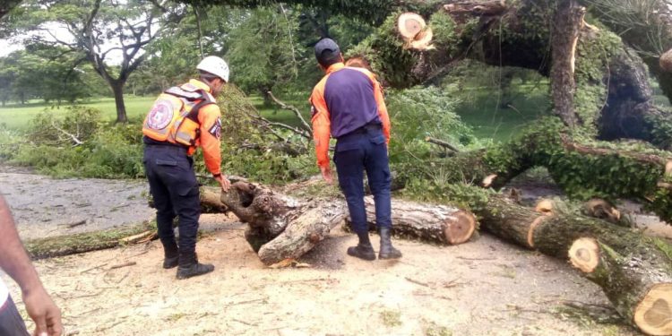 Operativo de Emergencia en Barinas: Funcionarios del SNGR Despejan Carretera Obstruida por Árbol