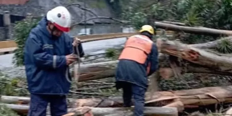 Despliegue del SNGR en Los Salias tras intensas lluvias: Árboles caídos y muro derrumbado preocupan en Miranda