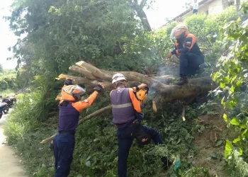 Protección Civil Lara Elimina Peligro en la Vía Pública