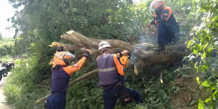 Protección Civil Lara Elimina Peligro en la Vía Pública