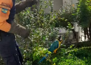 Protección Civil Baruta rescató una Guacamaya en Santa Sofía
