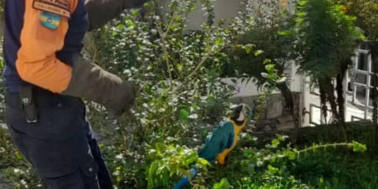 Protección Civil Baruta rescató una Guacamaya en Santa Sofía