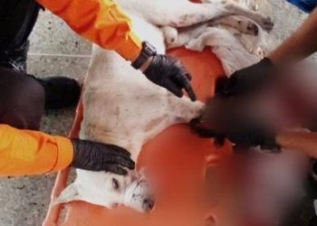 Zoedan Cojedes rescató a canino atrapado debajo de un vehículo