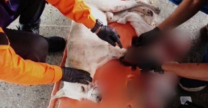 Zoedan Cojedes rescató a canino atrapado debajo de un vehículo