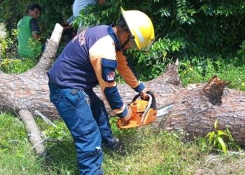 Protección Civil Lara realizó labores de Mitigación de riesgo tras caída de un árbol