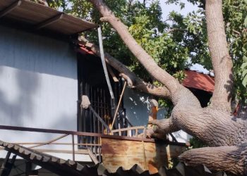 DNPCAD realizó labores de mitigación de riesgo tras caída de un árbol en Bolívar