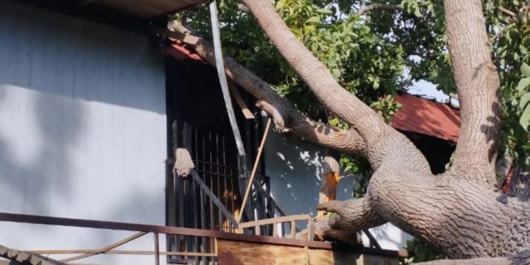 DNPCAD realizó labores de mitigación de riesgo tras caída de un árbol en Bolívar