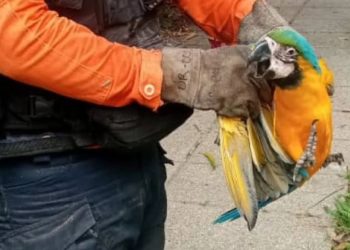 DNPCAD rescató una Guacamaya en Altamira