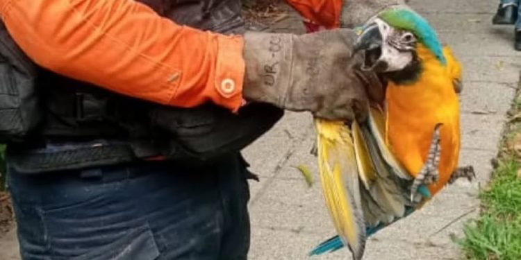 DNPCAD rescató una Guacamaya en Altamira