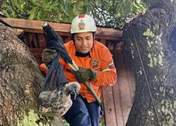 Protección Civil Chacao rescató a un zamuro en La Floresta