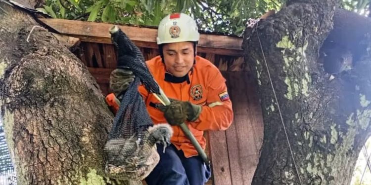 Protección Civil Chacao rescató a un zamuro en La Floresta