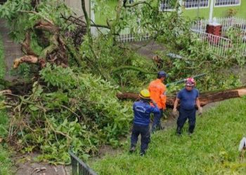 Protección Civil mitiga riesgos tras caída de un árbol en Táchira