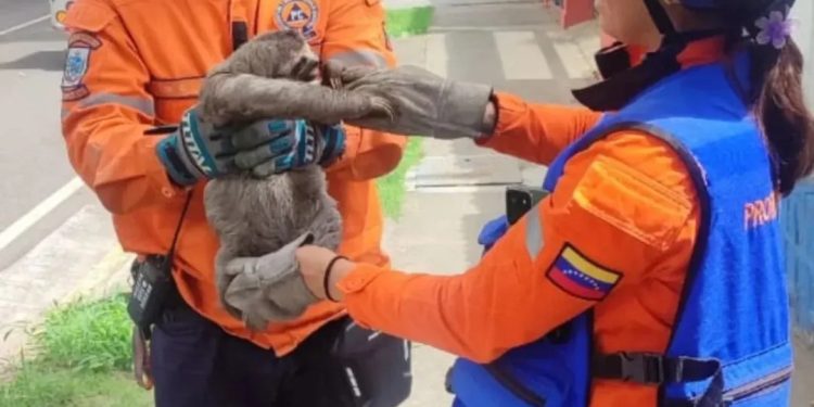 Rescatan a un perezoso en el estado Miranda