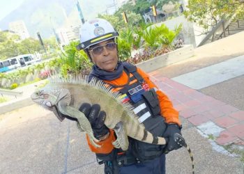 Protección Civil Chacao rescató a una Iguana en la estación Altamira