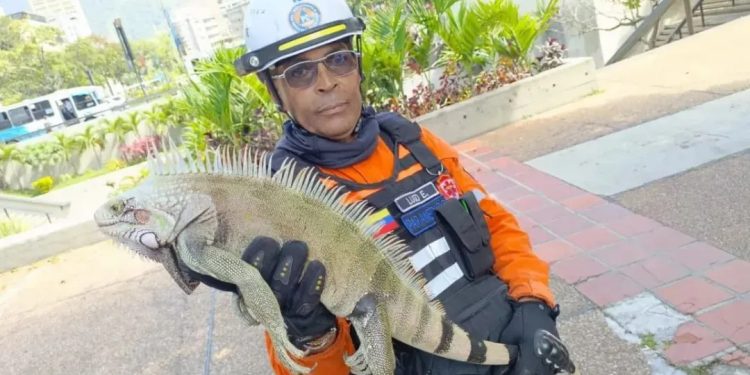 Protección Civil Chacao rescató a una Iguana en la estación Altamira