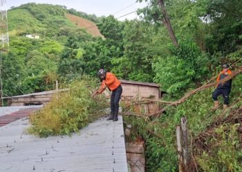 Protección Civil realizó labores de mitigación tras colapso de un árbol en el estado Sucre
