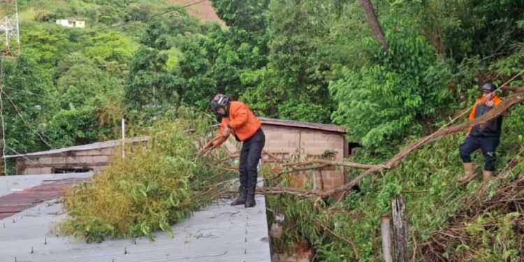 Protección Civil realizó labores de mitigación tras colapso de un árbol en el estado Sucre