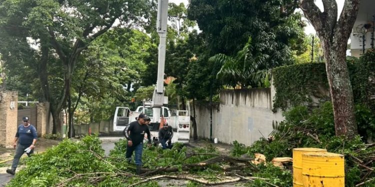 Protección Civil Chacao mitiga riesgos tras colapso de un árbol en Altamira