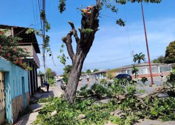 Protección Civil mitiga riesgos con tala de un árbol en el estado Sucre