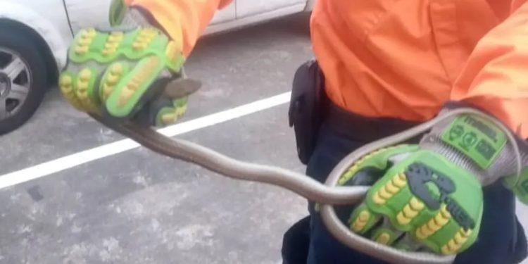 Protección Civil reubicó a una serpiente ratonera en el estado Táchira