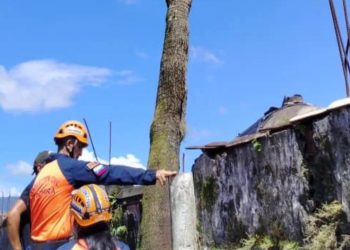 Protección Civil mitiga riesgos por árbol en Táchira