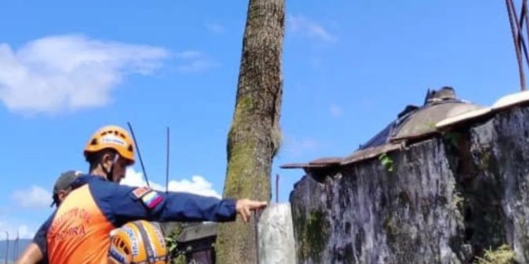Protección Civil mitiga riesgos por árbol en Táchira