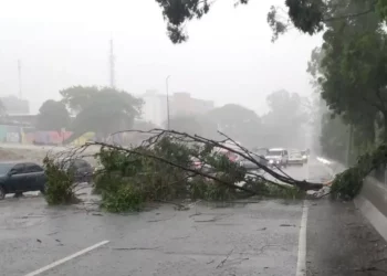 Protección Civil mitiga riesgos tras colapso de un árbol en Caracas