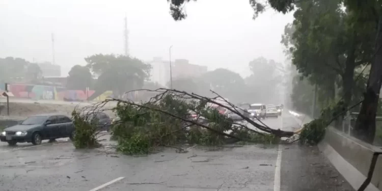 Protección Civil mitiga riesgos tras colapso de un árbol en Caracas