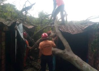 Protección Civil mitiga riesgos tras caída de un árbol en el estado Táchira