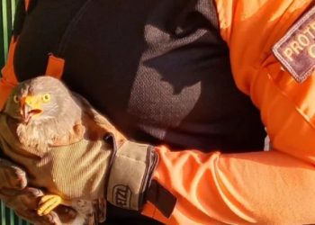 Protección Civil rescató un Gavilán en Aragua