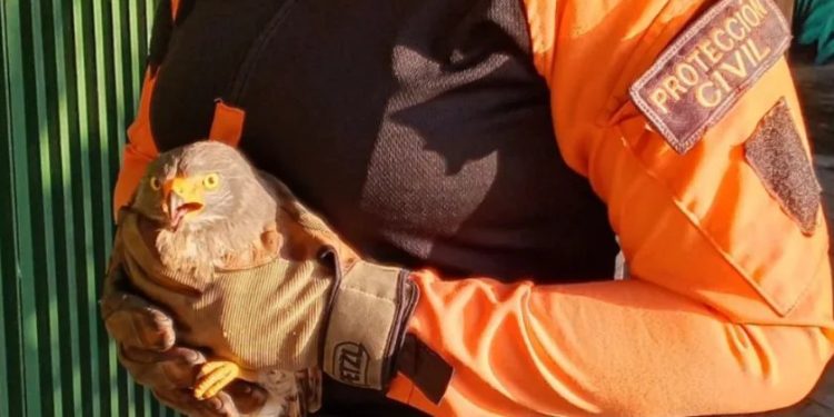 Protección Civil rescató un Gavilán en Aragua