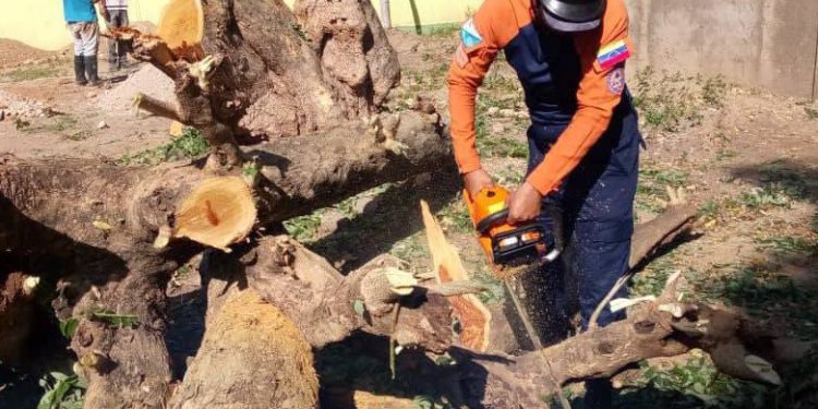 Protección Civil realiza labores de tala controlada en el estado Sucre