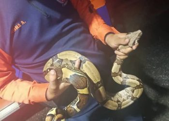 PC rescató una Boa Constrictora en el estado Táchira