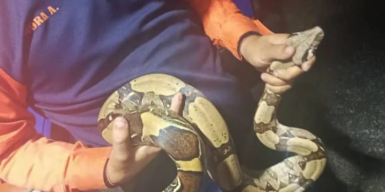 PC rescató una Boa Constrictora en el estado Táchira