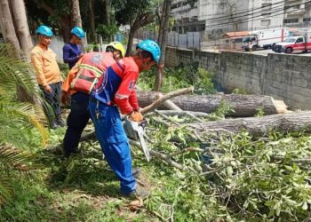 Protección Civil activó despliegue técnico de tala controlada en el estado Trujillo