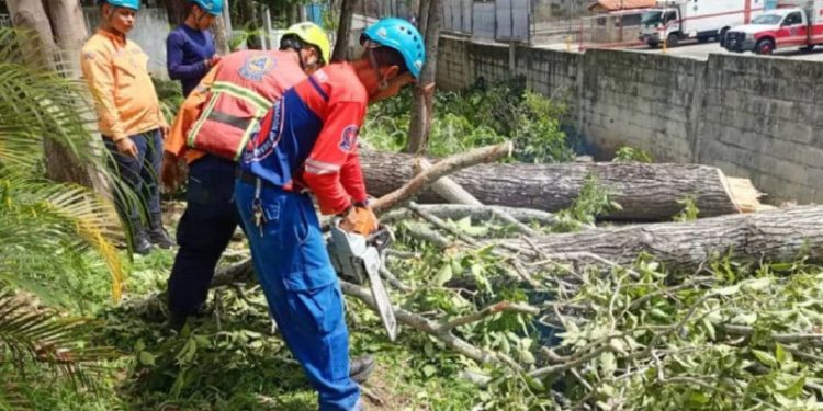 Protección Civil activó despliegue técnico de tala controlada en el estado Trujillo