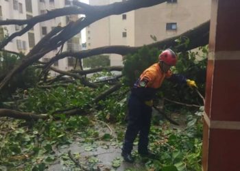 Protección Civil mitiga riesgos tras caída de una árbol en Caracas